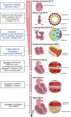 Bearing My Heart: The Role of Extracellular Matrix on Cardiac Development, Homeostasis, and Injury Response